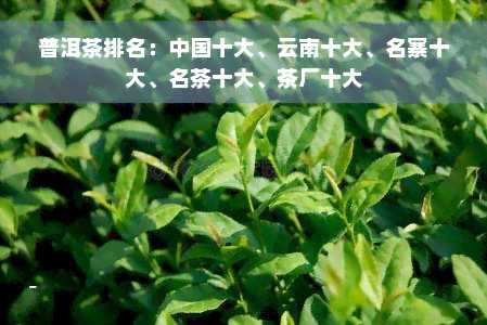 普洱茶排名：中国十大、云南十大、名寨十大、名茶十大、茶厂十大