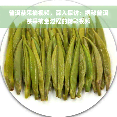 普洱茶采摘视频，深入探访：揭秘普洱茶采摘全过程的精彩视频