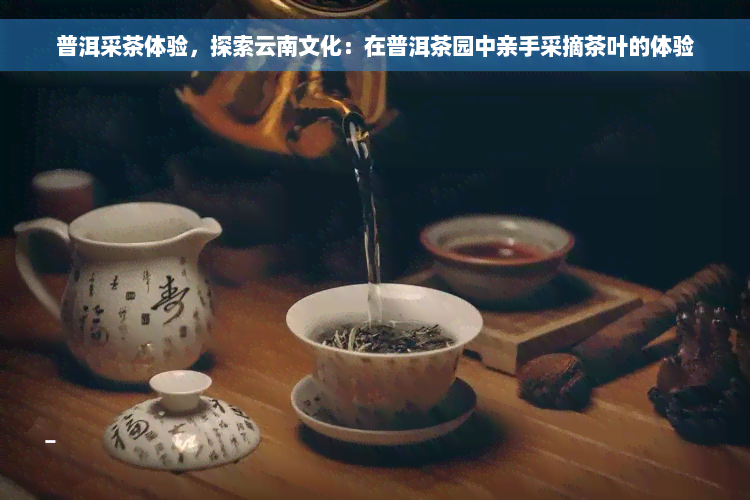 普洱采茶体验，探索云南文化：在普洱茶园中亲手采摘茶叶的体验