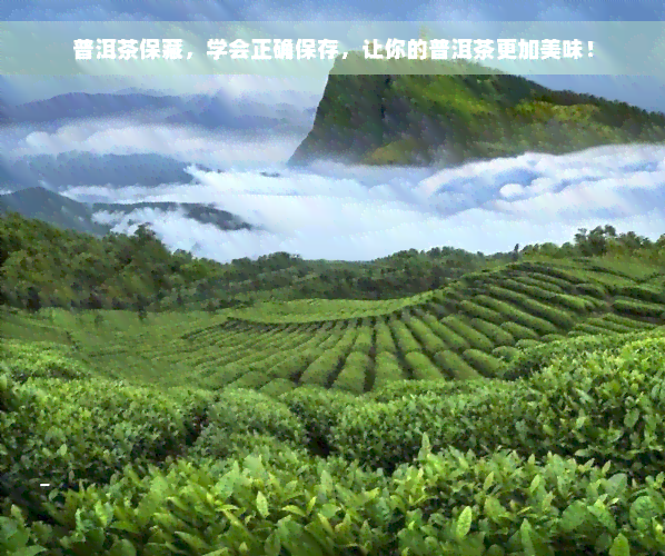 普洱茶保藏，学会正确保存，让你的普洱茶更加美味！