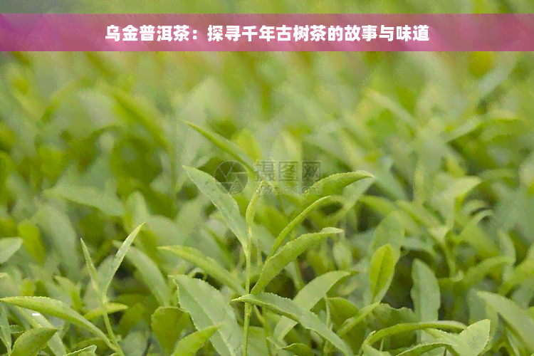 乌金普洱茶：探寻千年古树茶的故事与味道