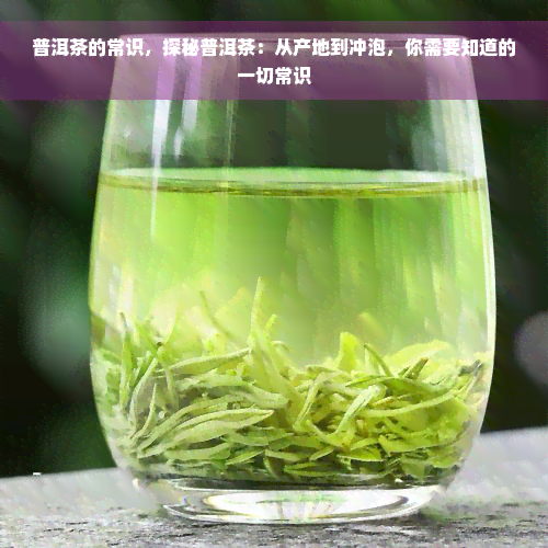 普洱茶的常识，探秘普洱茶：从产地到冲泡，你需要知道的一切常识