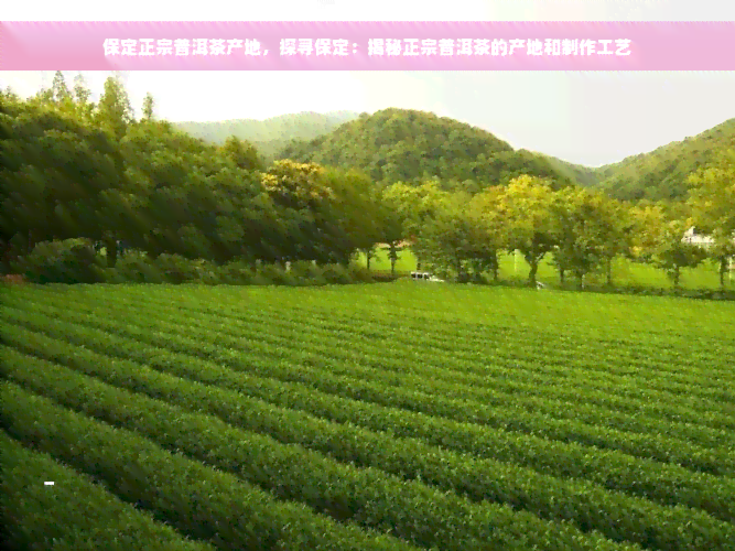 保定正宗普洱茶产地，探寻保定：揭秘正宗普洱茶的产地和制作工艺