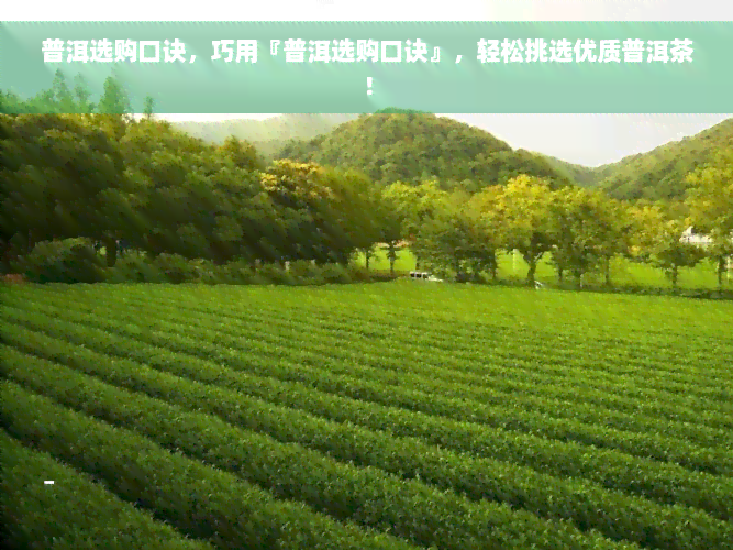 普洱选购口诀，巧用『普洱选购口诀』，轻松挑选优质普洱茶！