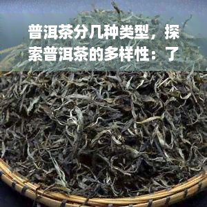 普洱茶分几种类型，探索普洱茶的多样性：了解不同类型的普洱茶