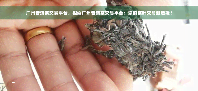 广州普洱茶交易平台，探索广州普洱茶交易平台：您的茶叶交易新选择！