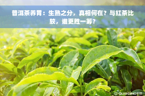 普洱茶养胃：生熟之分，真相何在？与红茶比较，谁更胜一筹？