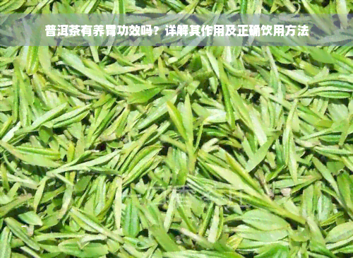 普洱茶有养胃功效吗？详解其作用及正确饮用方法