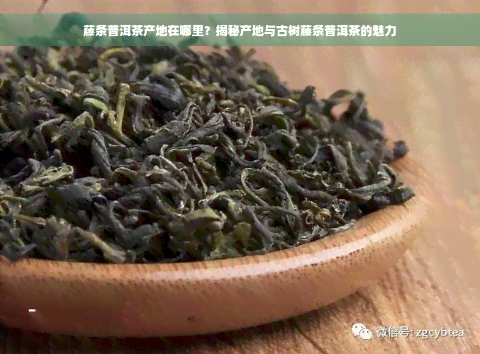 藤条普洱茶产地在哪里？揭秘产地与古树藤条普洱茶的魅力