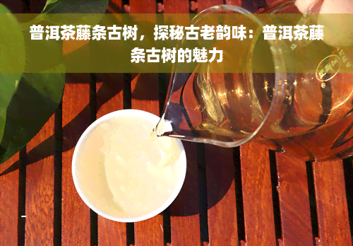 普洱茶藤条古树，探秘古老韵味：普洱茶藤条古树的魅力