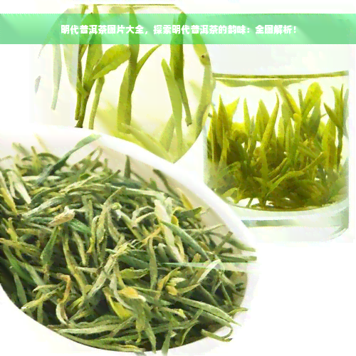 明代普洱茶图片大全，探索明代普洱茶的韵味：全图解析！