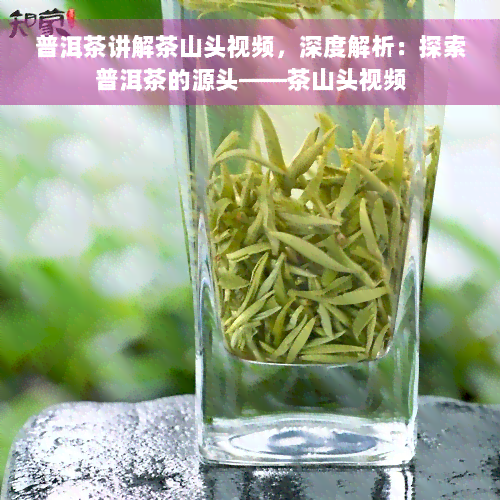 普洱茶讲解茶山头视频，深度解析：探索普洱茶的源头——茶山头视频