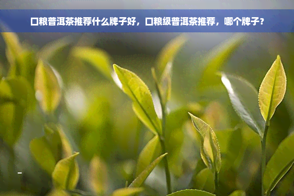 口粮普洱茶推荐什么牌子好，口粮级普洱茶推荐，哪个牌子？