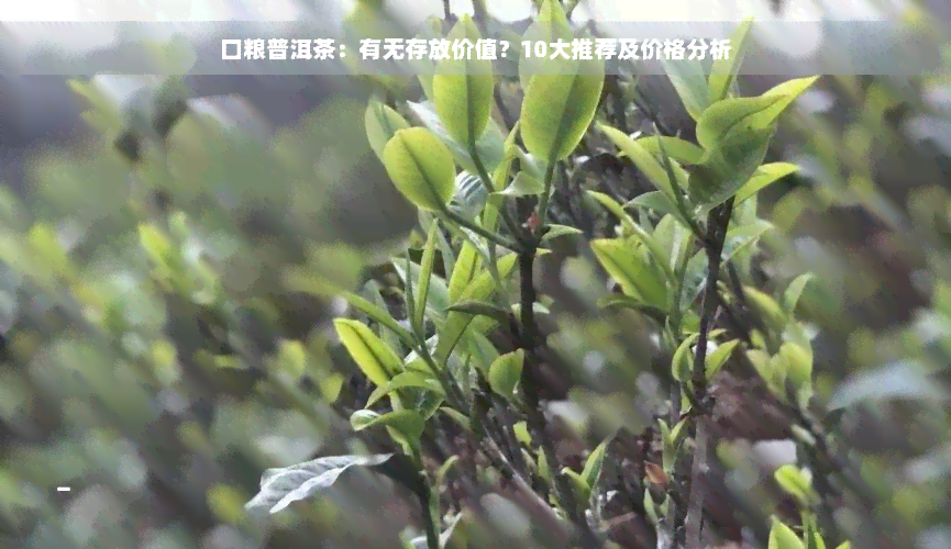 口粮普洱茶：有无存放价值？10大推荐及价格分析