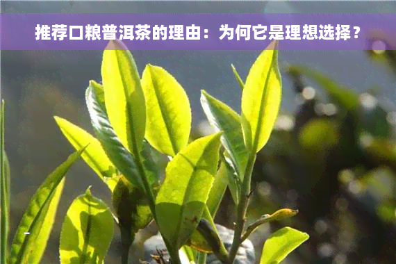 推荐口粮普洱茶的理由：为何它是理想选择？