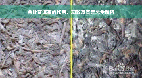 金叶普洱茶的作用、功效及其禁忌全解析