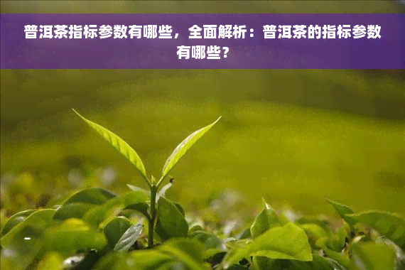 普洱茶指标参数有哪些，全面解析：普洱茶的指标参数有哪些？