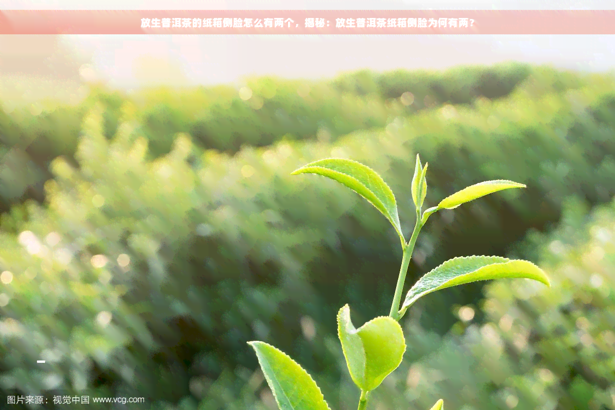 放生普洱茶的纸箱侧脸怎么有两个，揭秘：放生普洱茶纸箱侧脸为何有两？