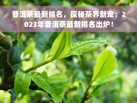 普洱茶最新排名，探秘茶界新宠：2023年普洱茶最新排名出炉！