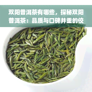 双阳普洱茶有哪些，探秘双阳普洱茶：品质与口碑并重的佼佼者