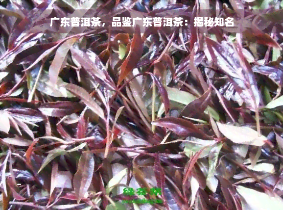 广东普洱茶，品鉴广东普洱茶：揭秘知名