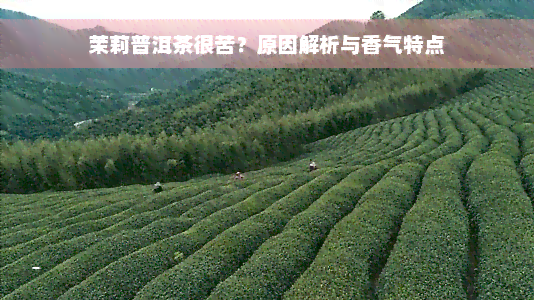 茉莉普洱茶很苦？原因解析与香气特点