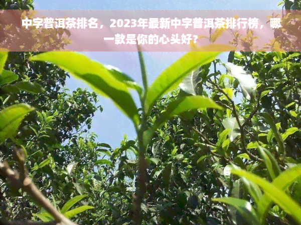 中字普洱茶排名，2023年最新中字普洱茶排行榜，哪一款是你的心头好？