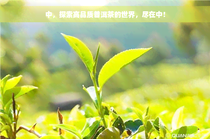 中，探索高品质普洱茶的世界，尽在中！