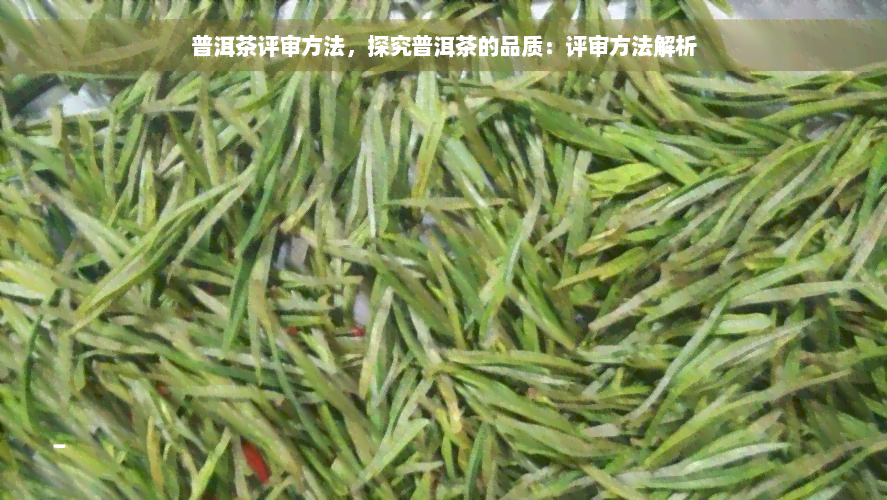 普洱茶评审方法，探究普洱茶的品质：评审方法解析