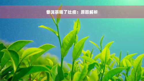 普洱茶喝了吐痰：原因解析