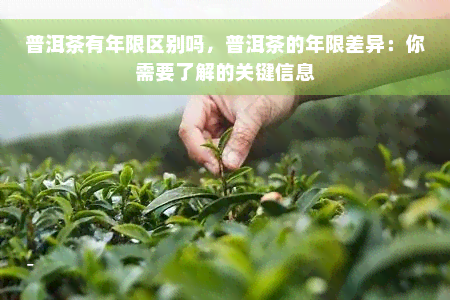 普洱茶有年限区别吗，普洱茶的年限差异：你需要了解的关键信息