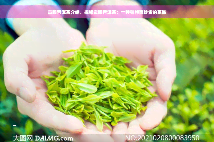 贡嘎普洱茶介绍，探秘贡嘎普洱茶：一种独特而珍贵的茶品