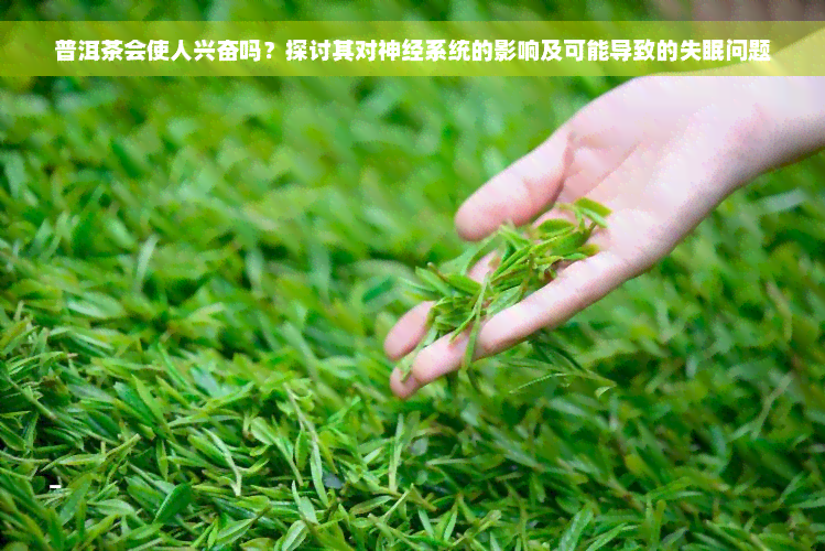 普洱茶会使人兴奋吗？探讨其对神经系统的影响及可能导致的失眠问题