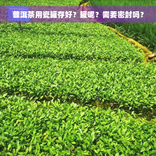 普洱茶用瓷罐存好？罐呢？需要密封吗？