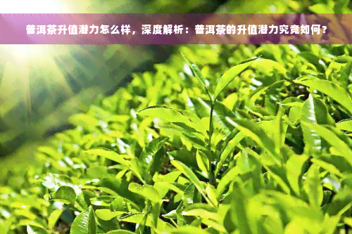 普洱茶升值潜力怎么样，深度解析：普洱茶的升值潜力究竟如何？