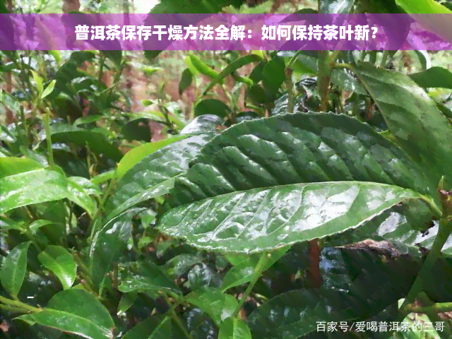 普洱茶保存干燥方法全解：如何保持茶叶新？