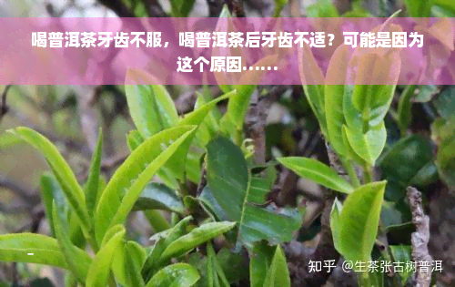 喝普洱茶牙齿不服，喝普洱茶后牙齿不适？可能是因为这个原因……