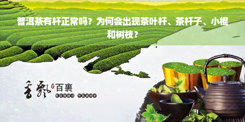 普洱茶有杆正常吗？为何会出现茶叶杆、茶杆子、小棍和树枝？