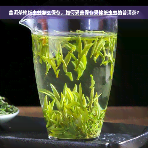 普洱茶棉纸虫蛀怎么保存，如何妥善保存受棉纸虫蛀的普洱茶？