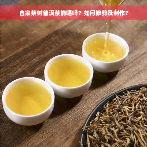 自家茶树普洱茶能喝吗？如何修剪及制作？