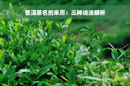 普洱茶名的来历：三种说法解析