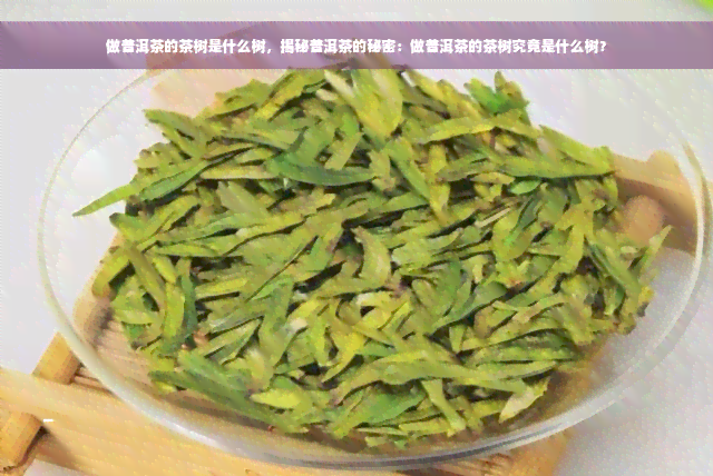 做普洱茶的茶树是什么树，揭秘普洱茶的秘密：做普洱茶的茶树究竟是什么树？