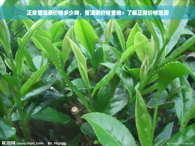 正常普洱茶价格多少钱，普洱茶价格查询：了解正常价格范围