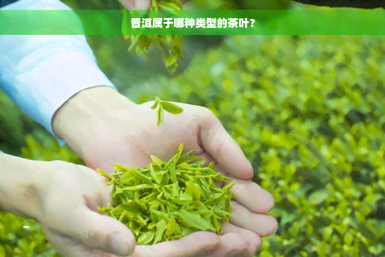 普洱属于哪种类型的茶叶？