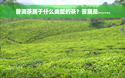 普洱茶属于什么类型的茶？答案是……