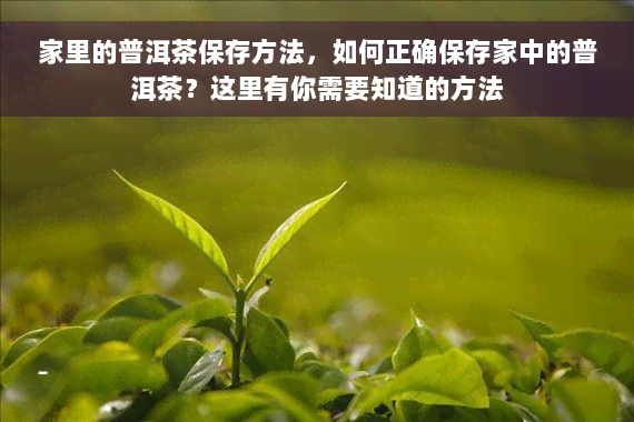 家里的普洱茶保存方法，如何正确保存家中的普洱茶？这里有你需要知道的方法