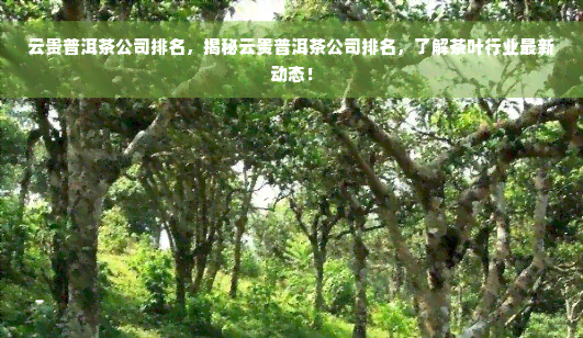 云贵普洱茶公司排名，揭秘云贵普洱茶公司排名，了解茶叶行业最新动态！