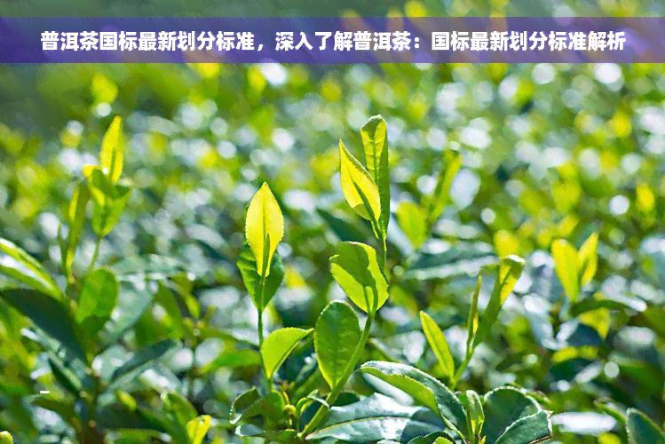 普洱茶国标最新划分标准，深入了解普洱茶：国标最新划分标准解析