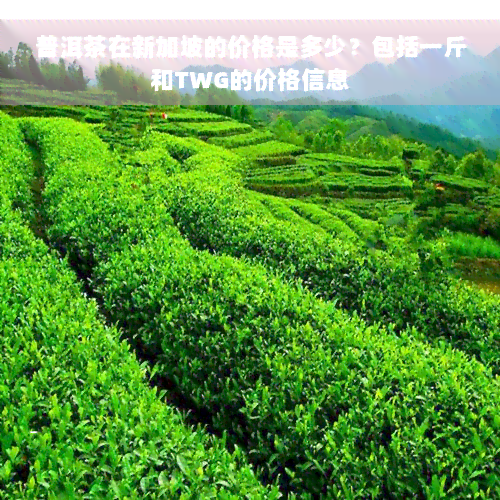 普洱茶在新加坡的价格是多少？包括一斤和TWG的价格信息