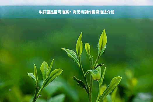 牛肝菌是否可泡茶？有无毒副作用及泡法介绍